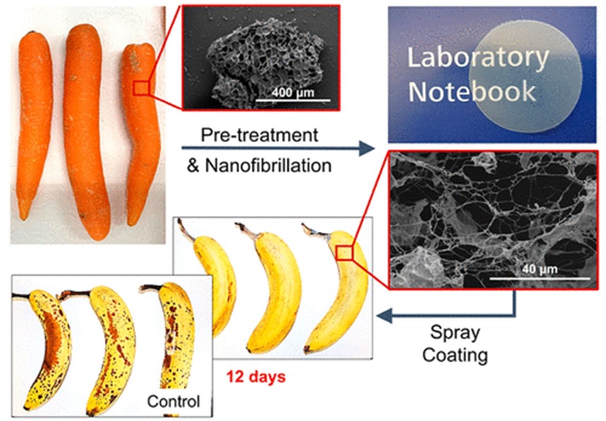 用胡萝卜做的纤维素纳米纤维“保鲜喷雾”，无毒、无害、可降解，延长香蕉保质期7天