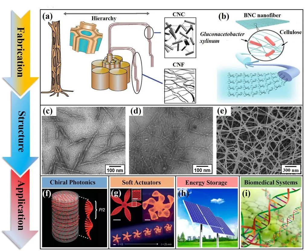 纳米纤维素功能材料及其应用研究进展